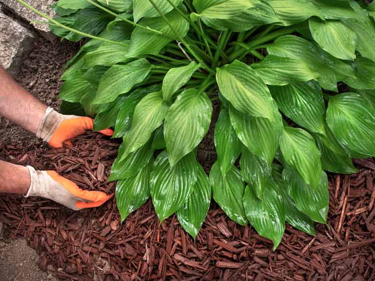 Mulching a hosta with bark chippings