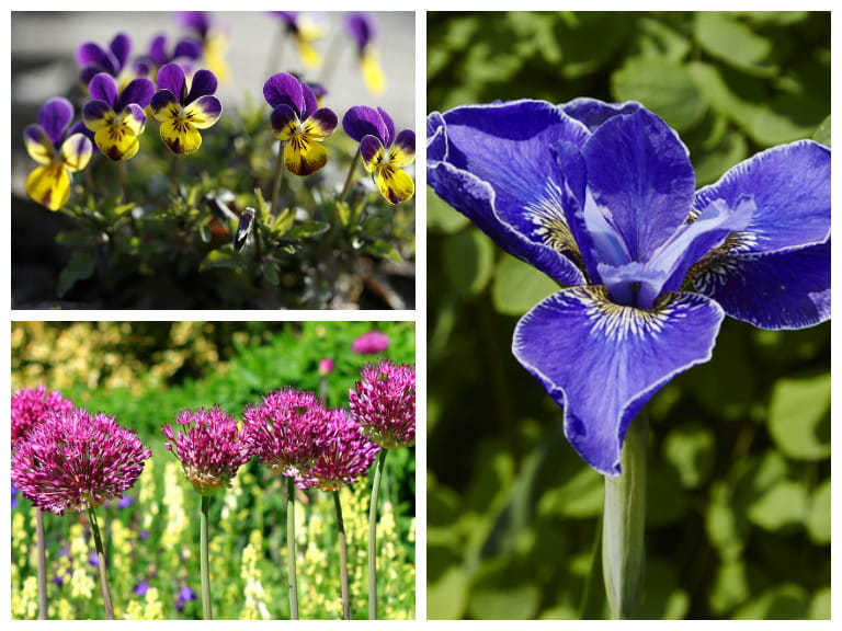 10 June-flowering plants to add colour to your garden - Saga