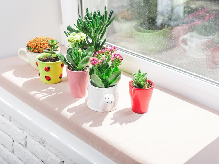 Succulent pot plants on a windowsill