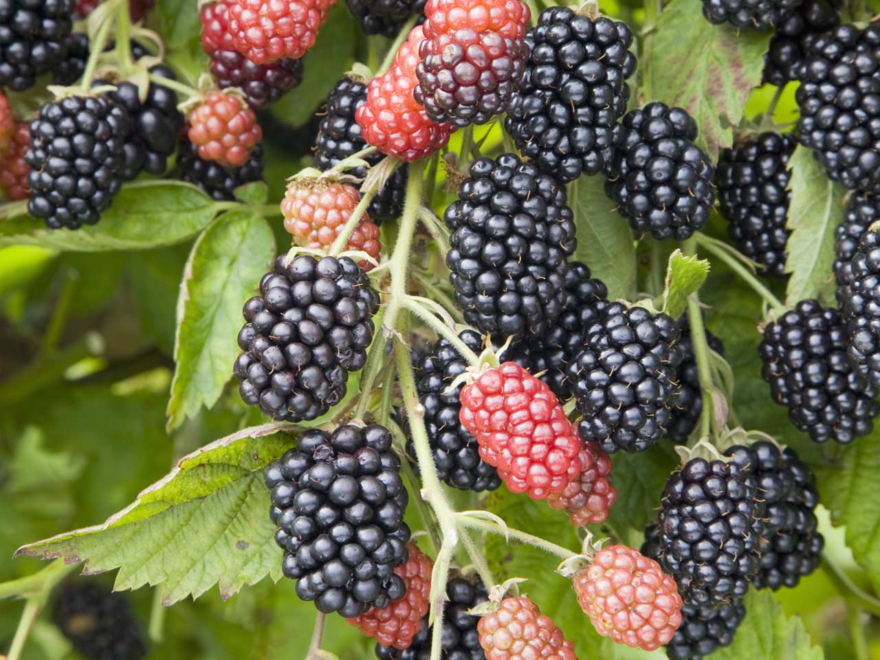 Blackberries 'Loch Ness'