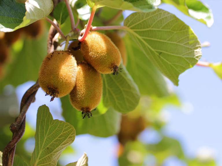 Growing kiwi