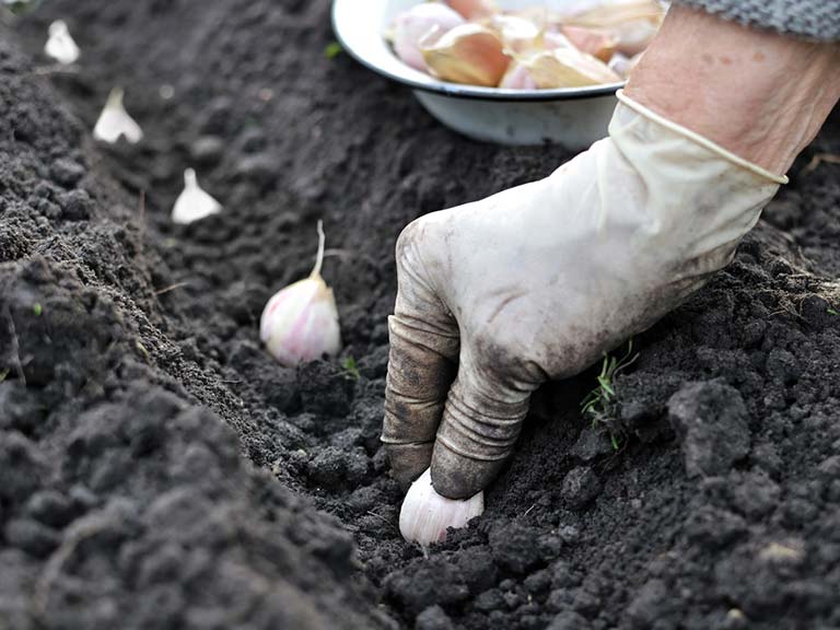 Gardener planting garlic