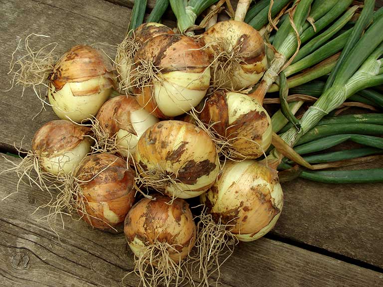 Bunch of onions on a table