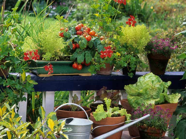 Tomatoes, salad and herbs growing in pots on a balcony