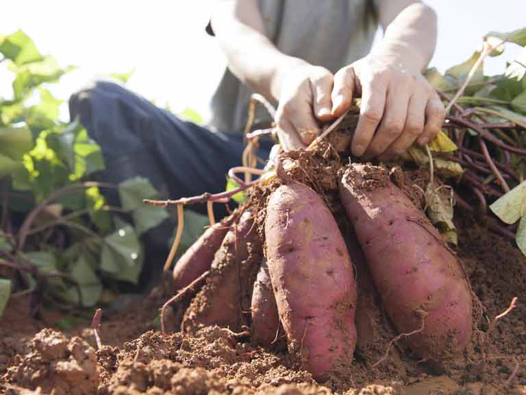 Harvesting sweet potatoes