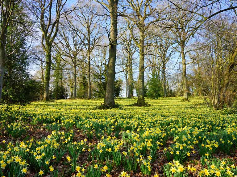 Daffodils in the Dymock Woods, Forest of Dean, Gloucestershire