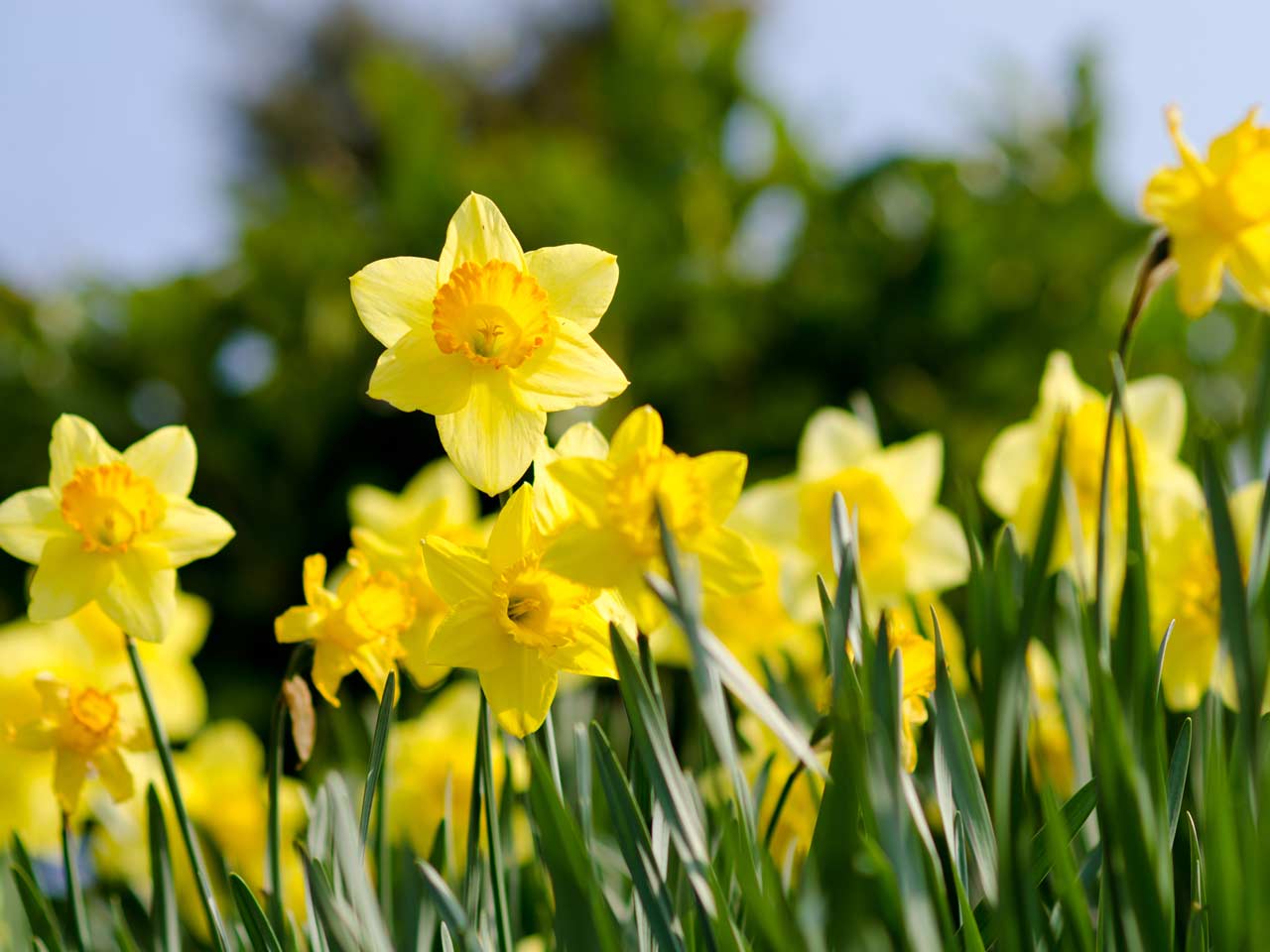 Minnow Daffodil Narcissus, Tulip World