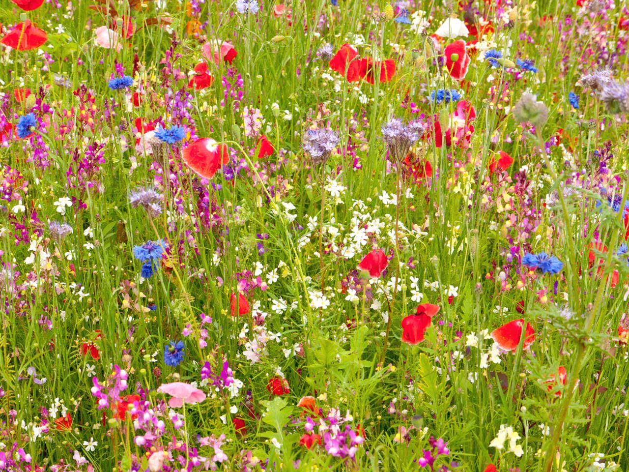 meadows of flowers