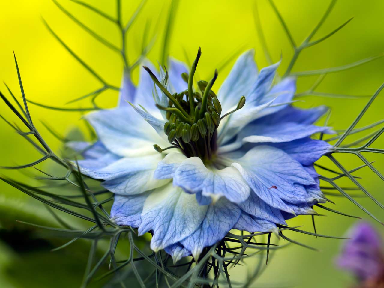 blue flowers for your garden - saga