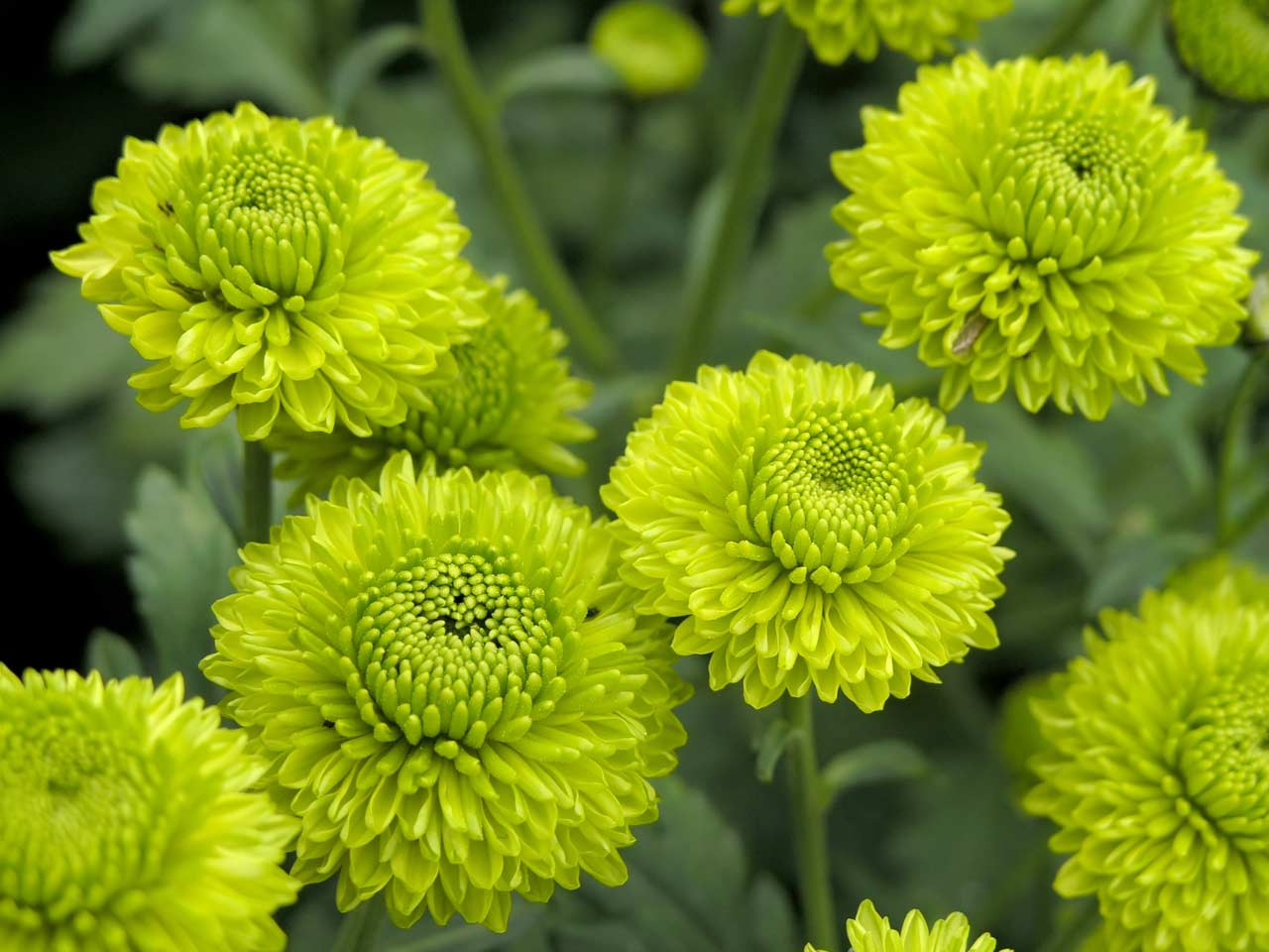 Green chrysanthemum