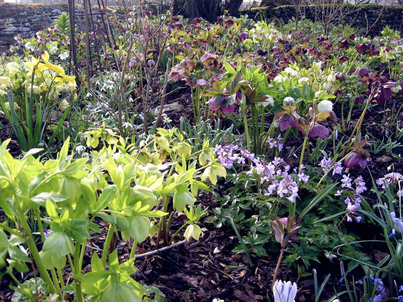 Spring woodland border