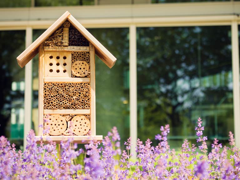 How bee hotels can help solitary bees - Saga