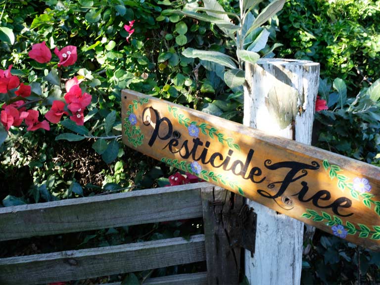 Pesticide free garden