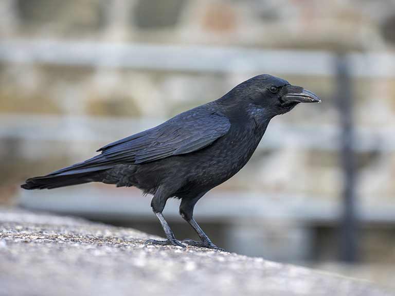 Carrion crow photographed by David Chapman