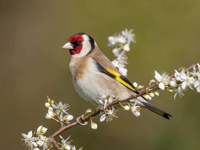 Everything to know about goldfinches in the UK - Saga