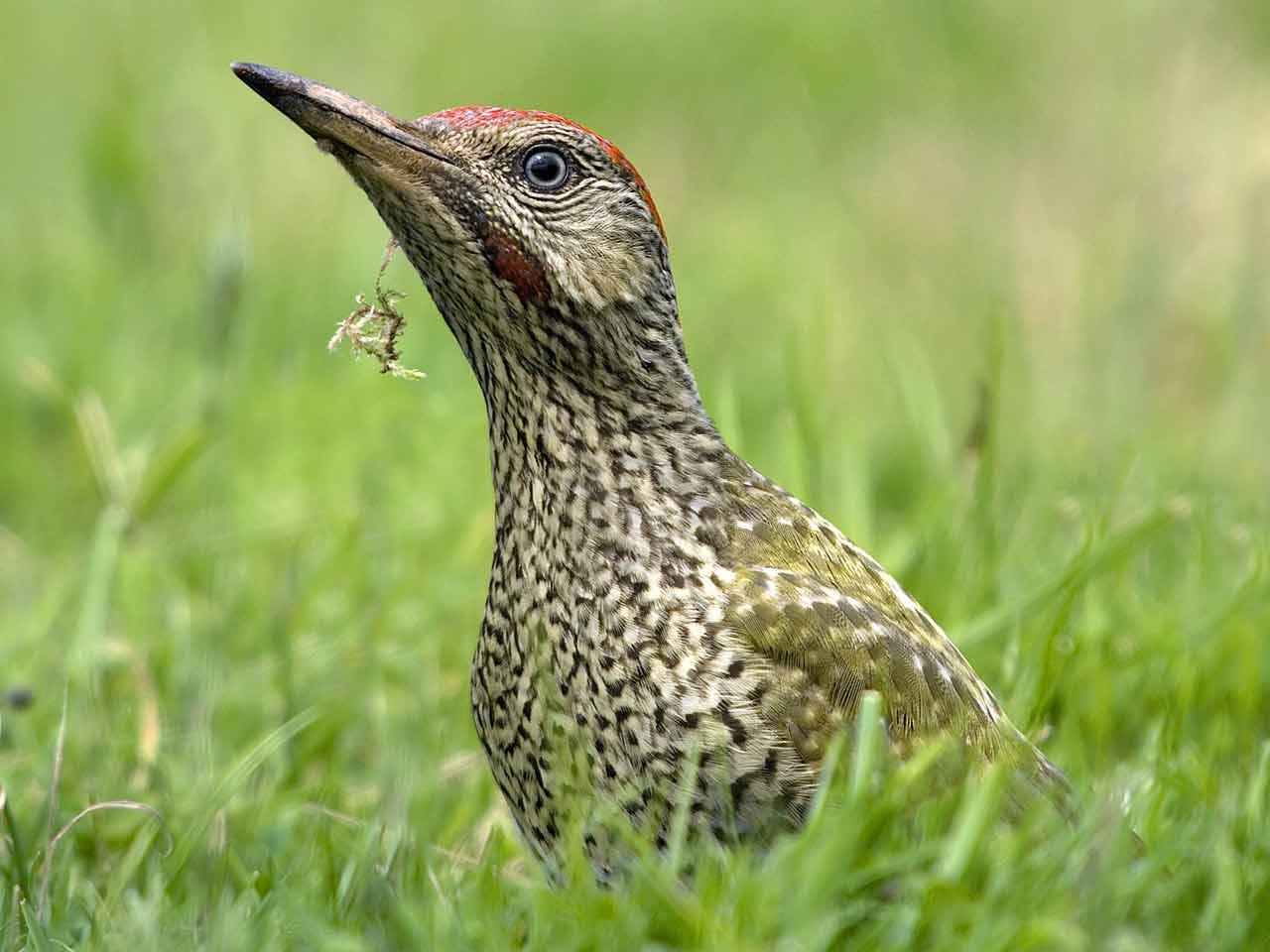 Green woodpecker