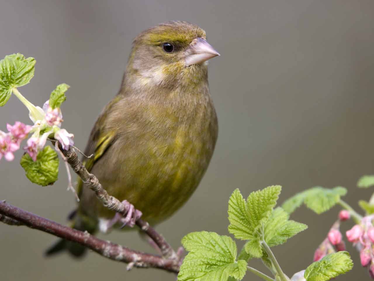 Greenfinch