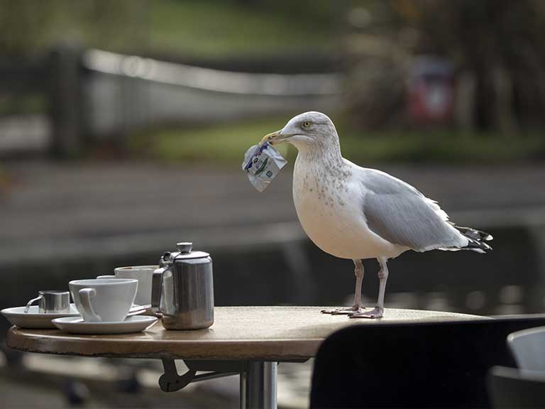 Herring gull with winter plumage