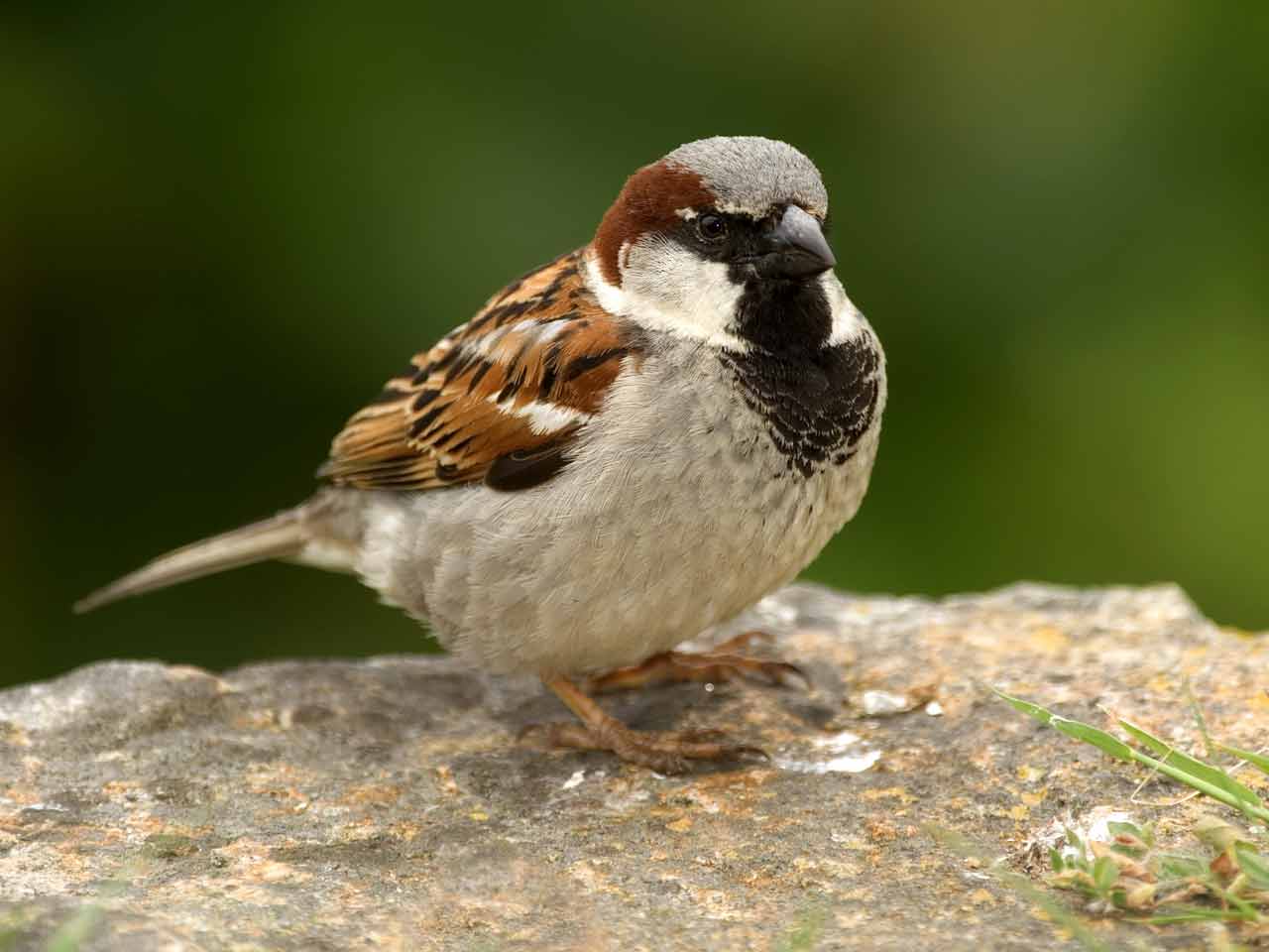 Image result for house sparrow