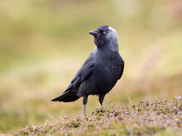 The jackdaw: identification and nesting habits - Saga