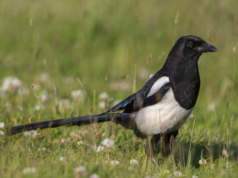 Magpie