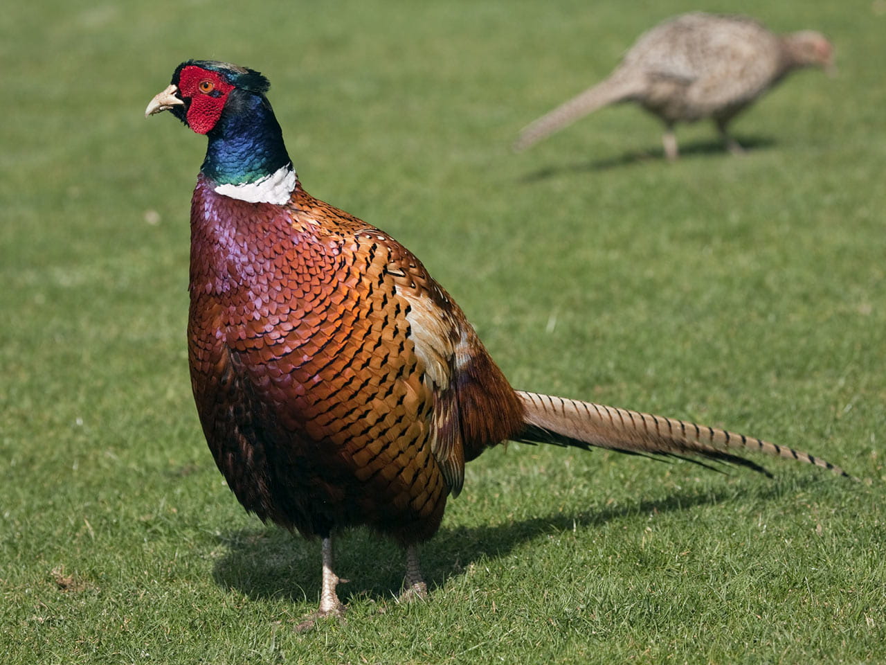 Pheasant