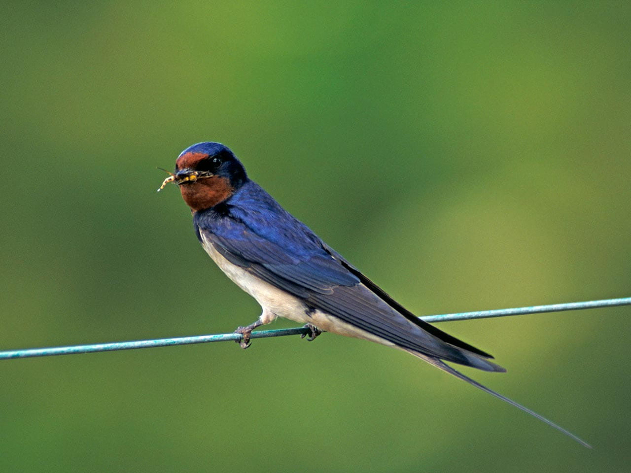 Swallow with prey © David Chapman