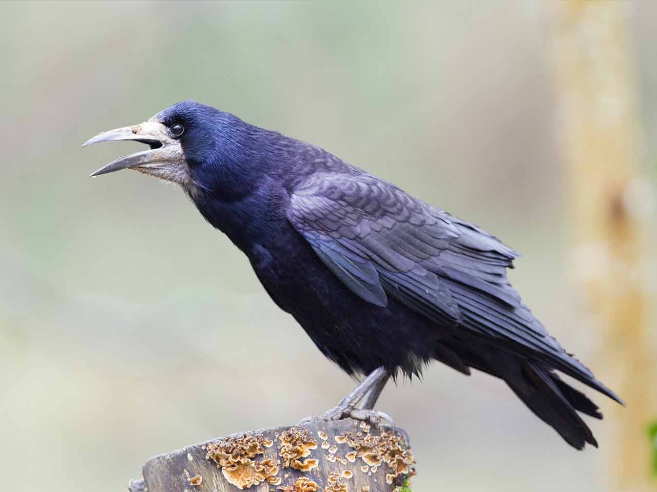 Rook, rooks (Corvus frugilegus), crow, corvids, songbirds, animals