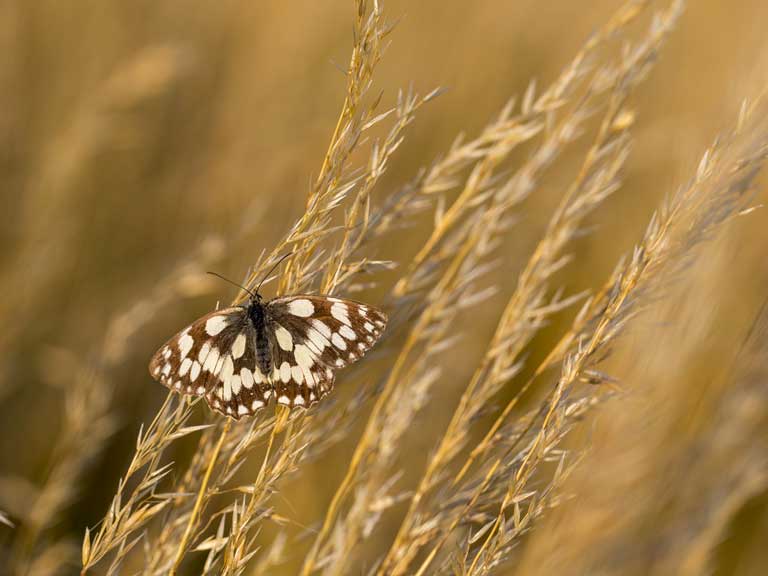 Marbled white butterfly on long grass