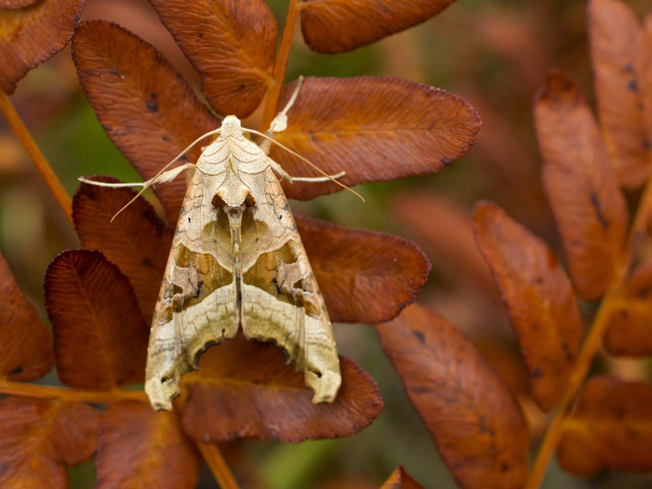 Angle shades moth