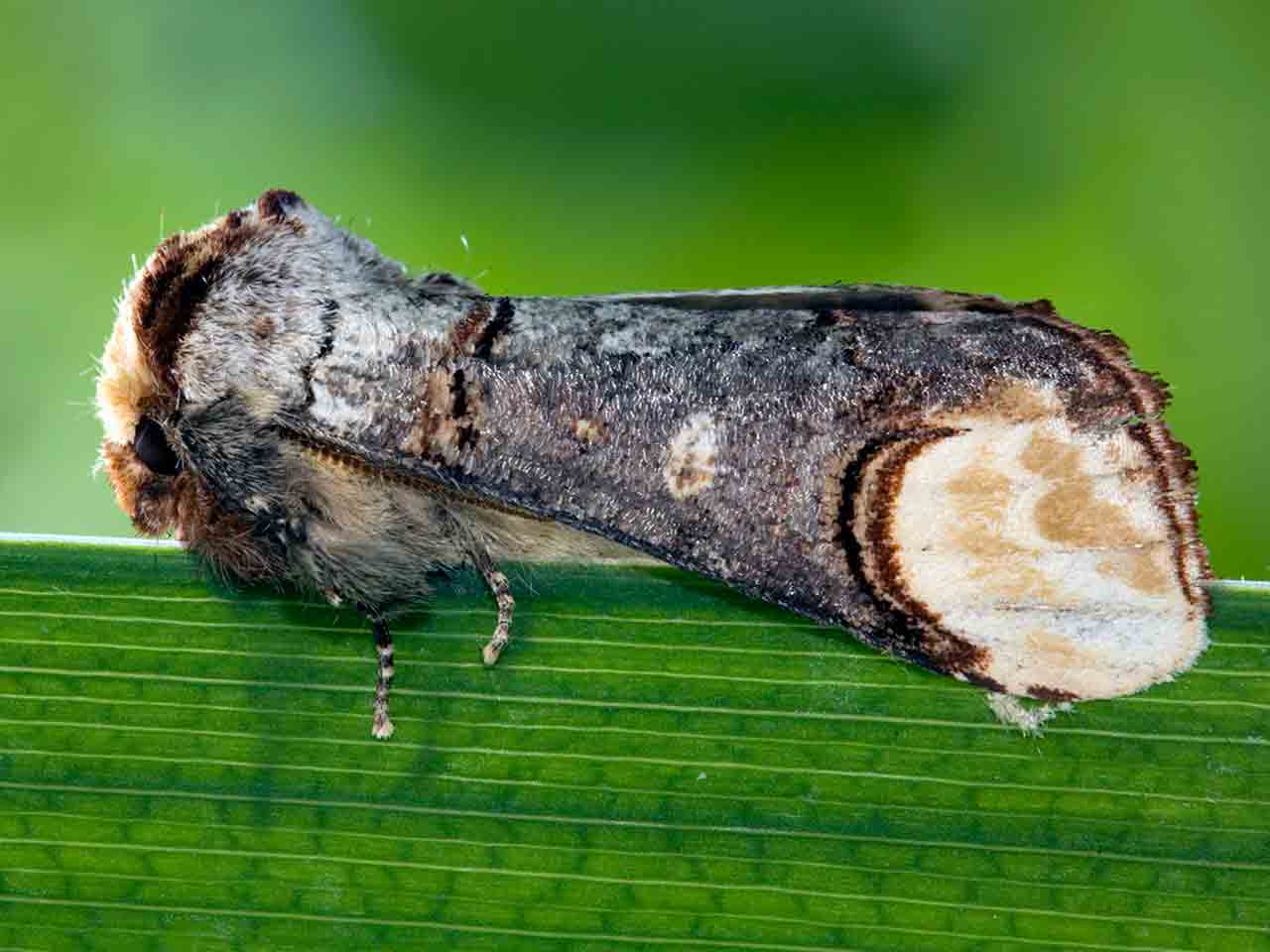 Buff-tip moth