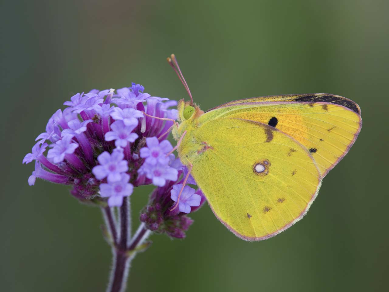 The clouded yellow butterfly: location & migratory 