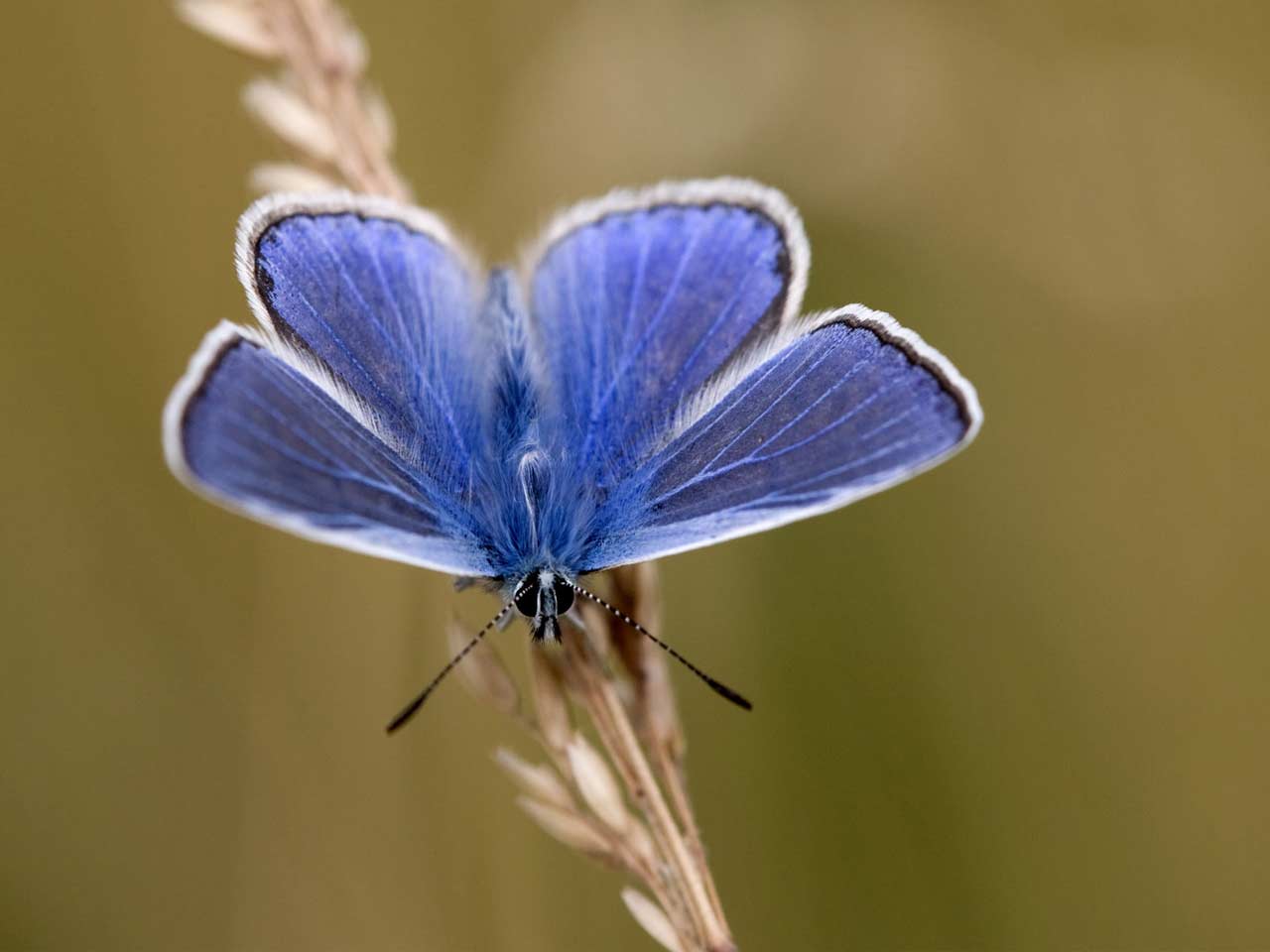 Common blue butterfly