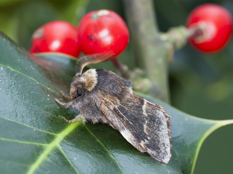December moth