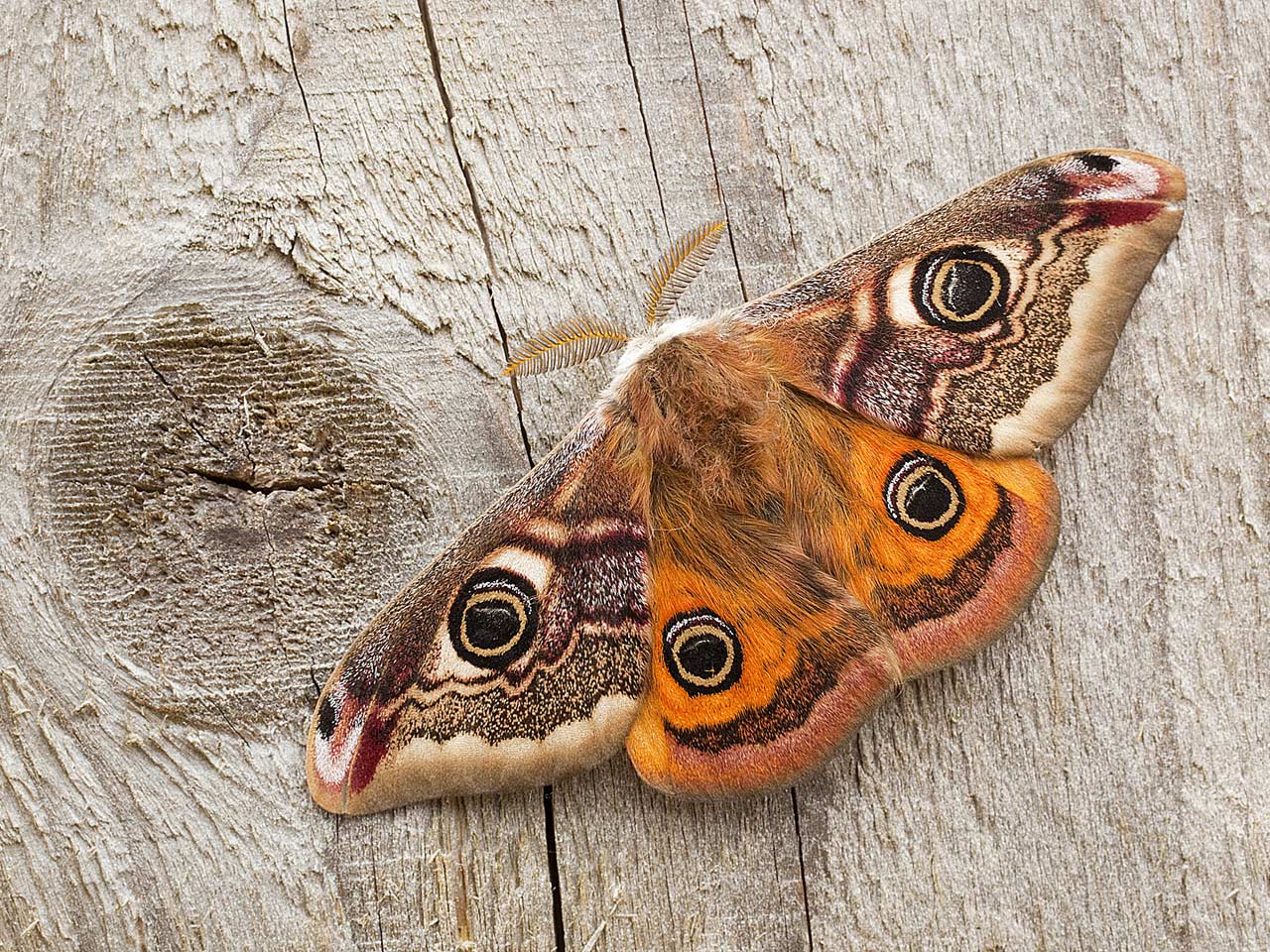 Emperor moth photographed by David Chapman