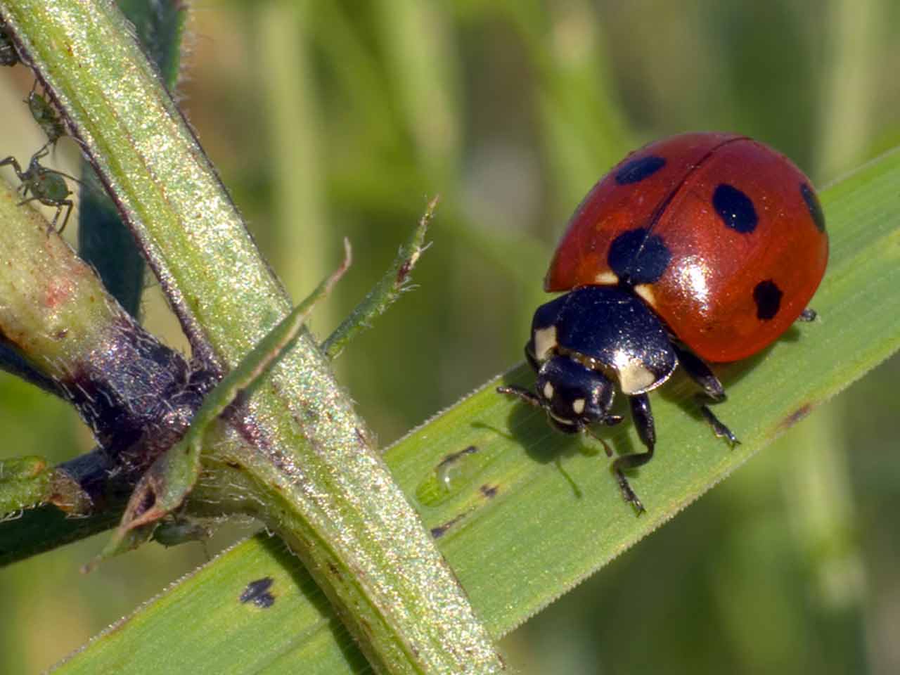 7-spot ladybird