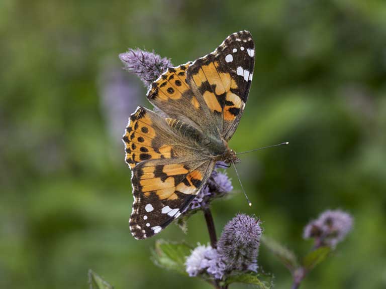 An adult painted lady butterfly feeding on mint