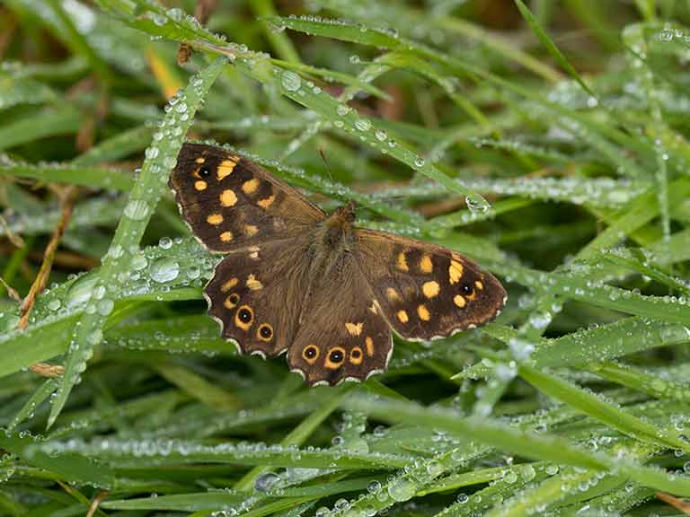 Speckled wood butterfly on grass