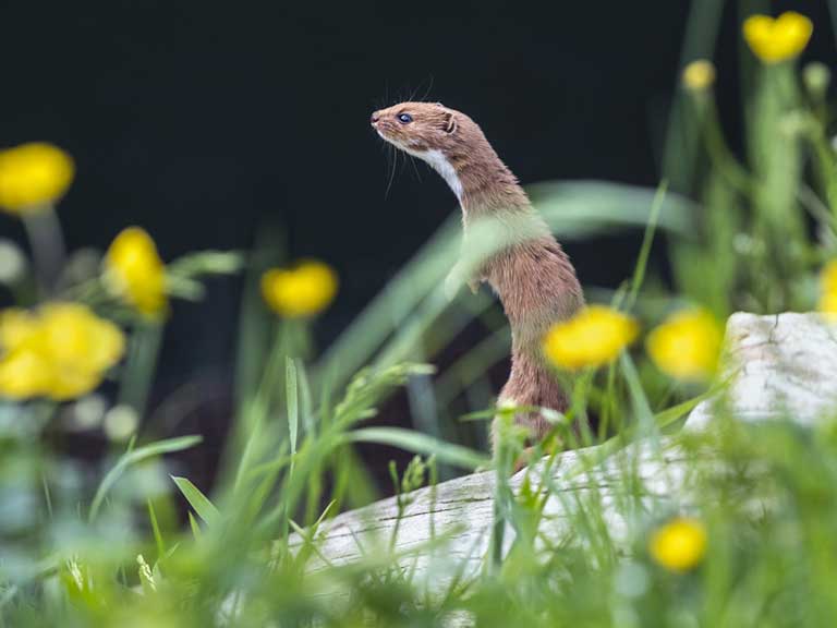 Weasel photographed by David Chapman