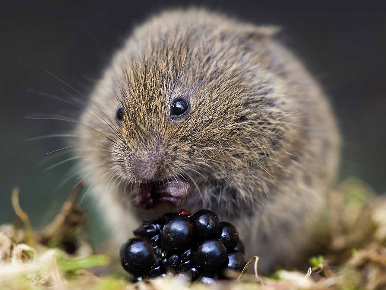 Field vole