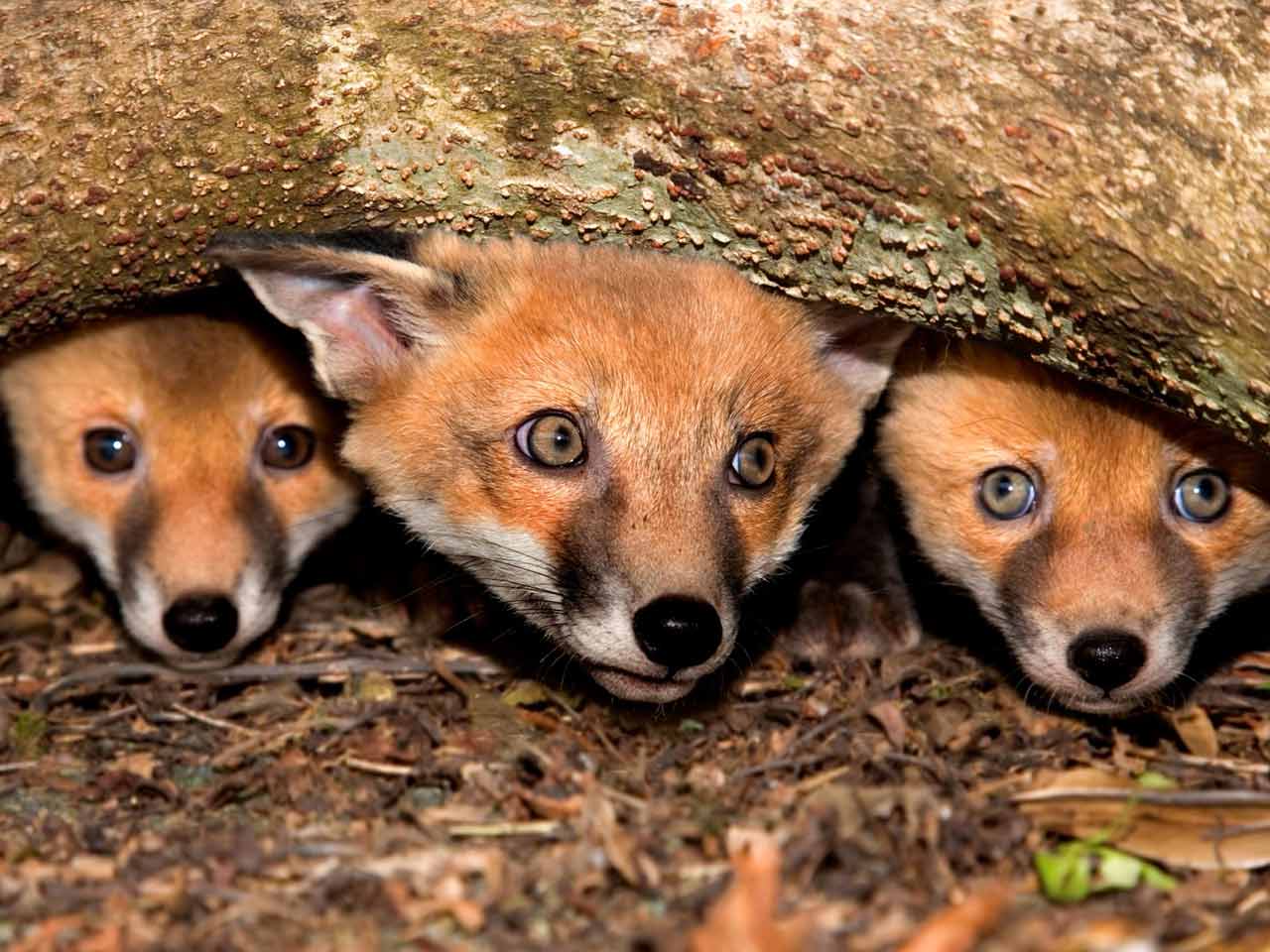 Fox cubs by David Chapman