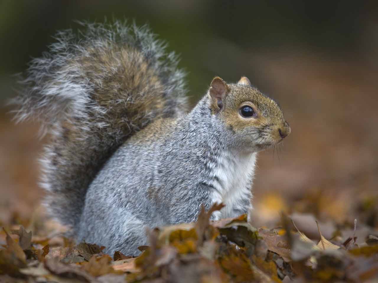 Grey squirrel