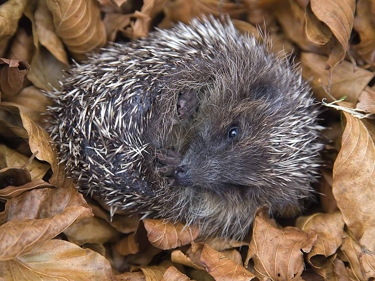 The hedgehog: diet, hibernation & habitat - Saga