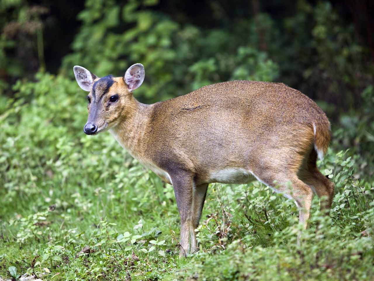 Muntjac deer