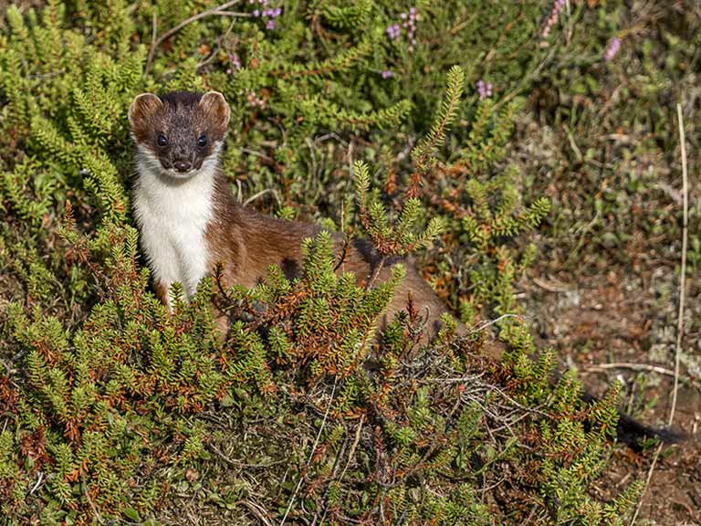 Wildlife watch: the stoat - Saga