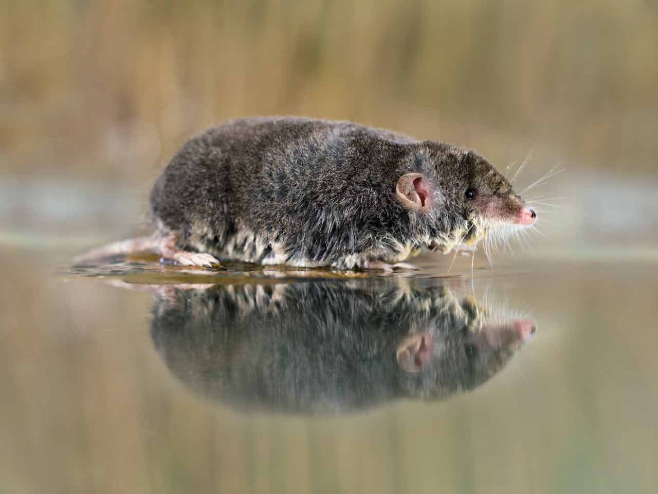 The water shrew: identification, diet & the best time to see - Saga