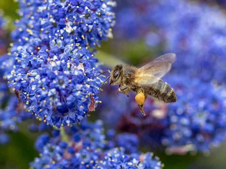 Honey bee at ceanothus