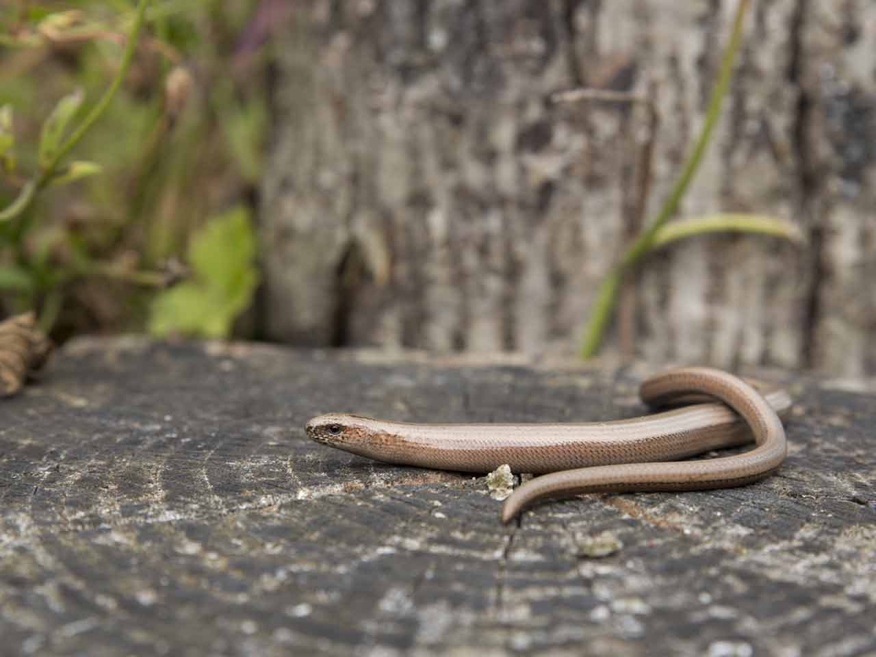 Slow worm in garden