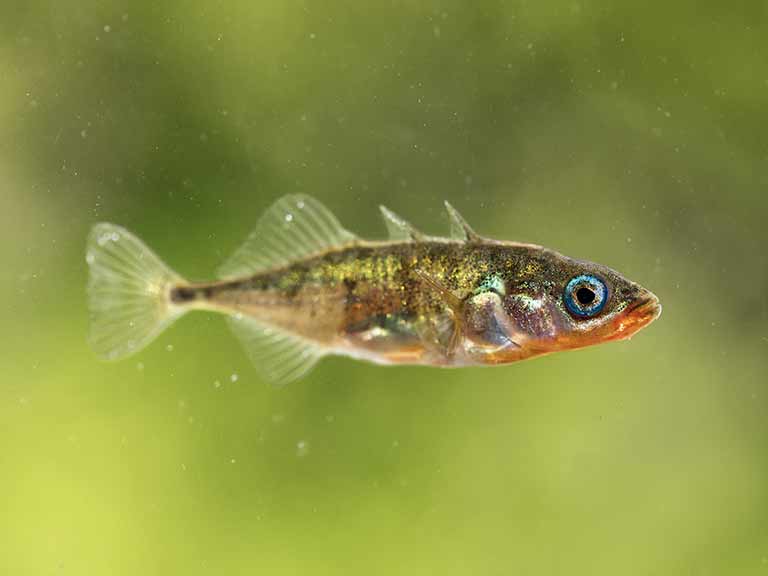Three-spined stickleback male