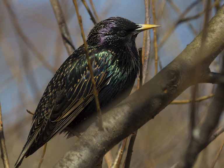 Most common garden birds - guide to garden birds in the UK ...